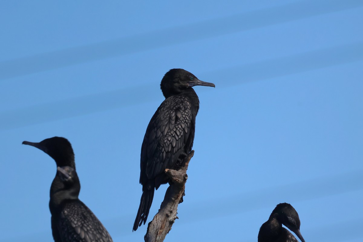 Little Black Cormorant - ML621554696