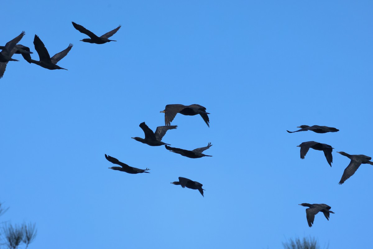 Little Black Cormorant - ML621554722