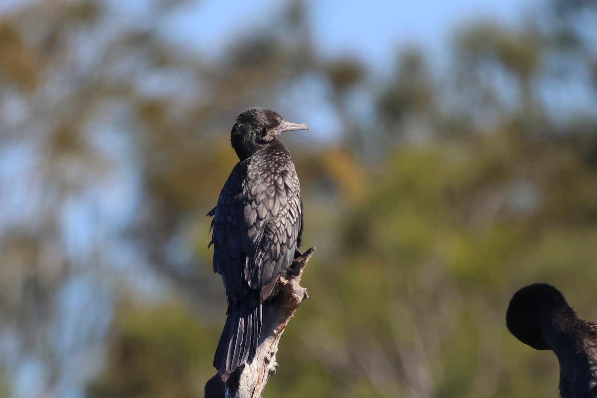 Little Black Cormorant - ML621554732