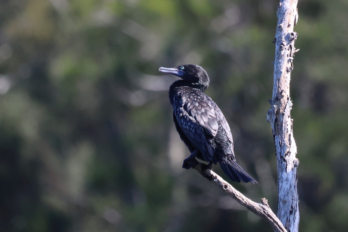 Little Black Cormorant - ML621554733