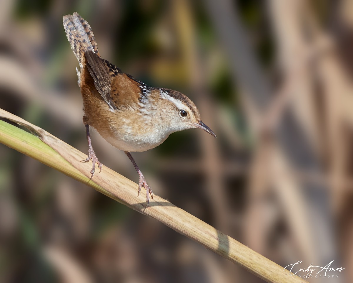 Marsh Wren - ML621554735