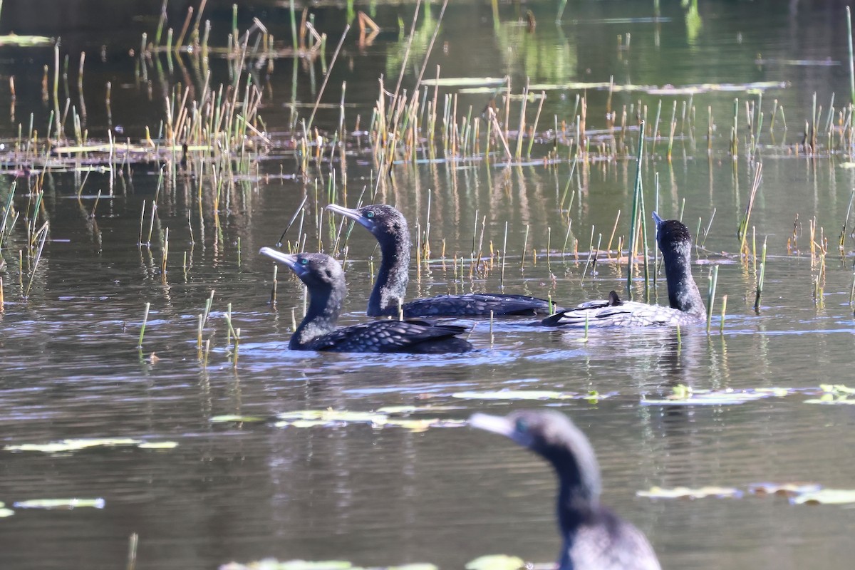 Little Black Cormorant - ML621554754