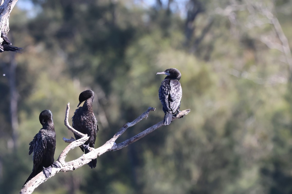 Little Black Cormorant - ML621554757