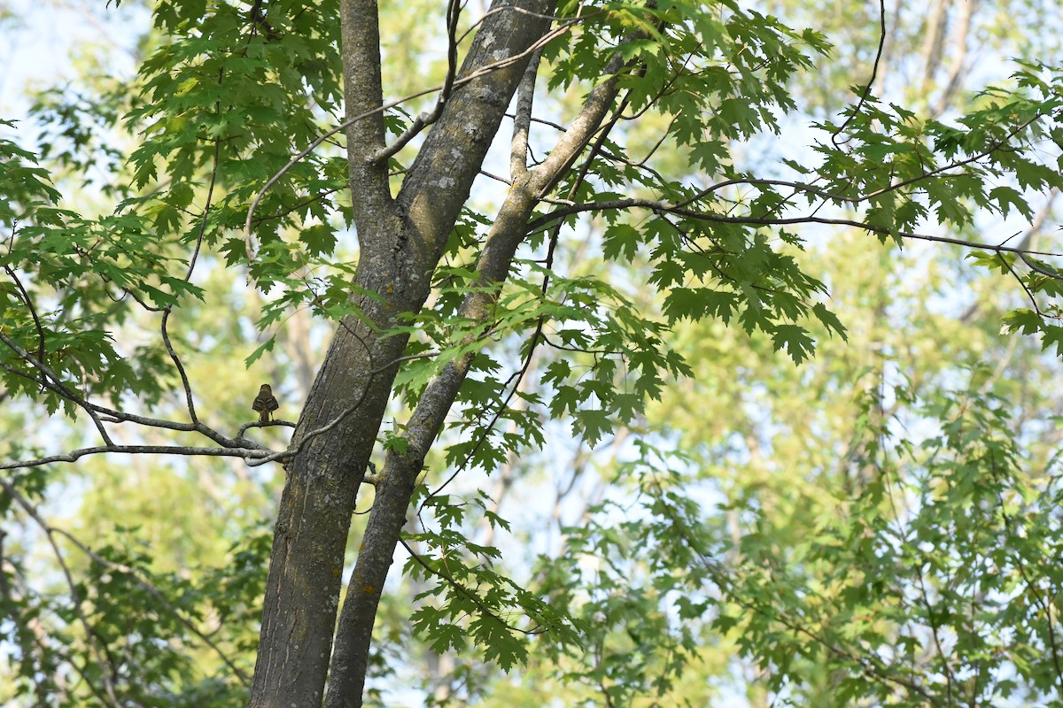 Great Crested Flycatcher - ML621554785