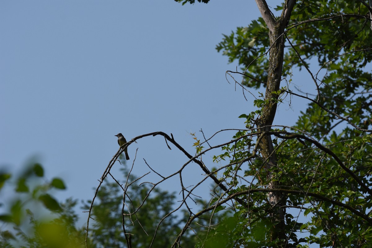 Great Crested Flycatcher - ML621554786