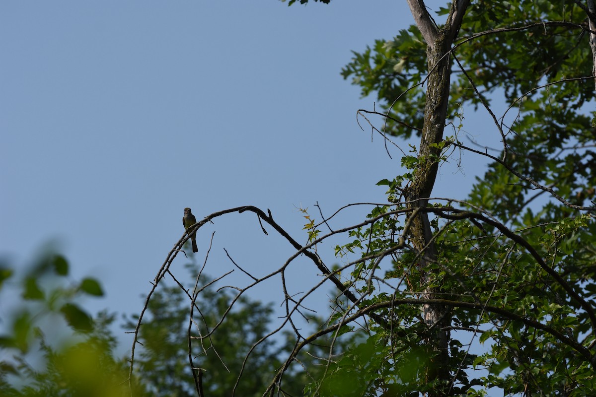 Great Crested Flycatcher - ML621554787