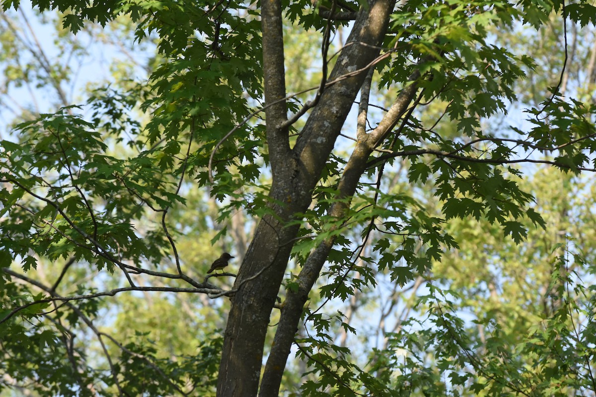 Great Crested Flycatcher - ML621554788