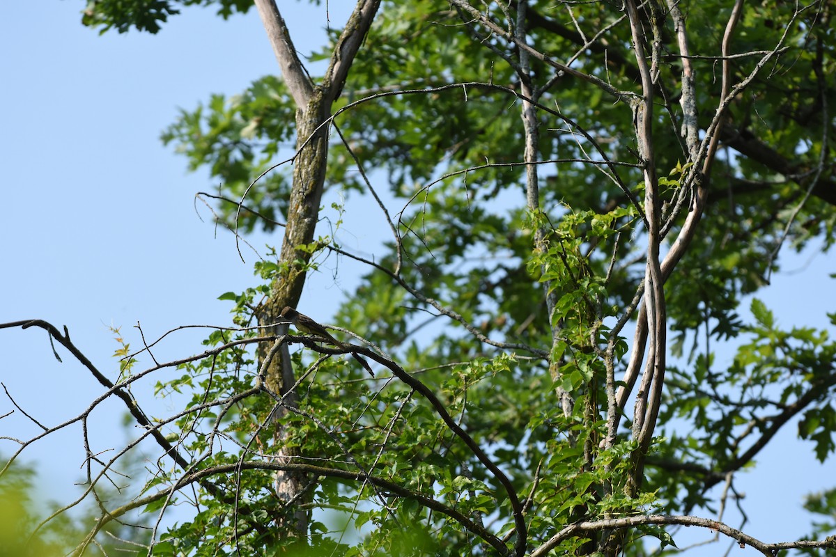 Great Crested Flycatcher - ML621554790