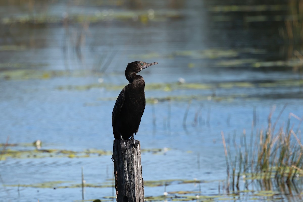 Little Black Cormorant - ML621554805