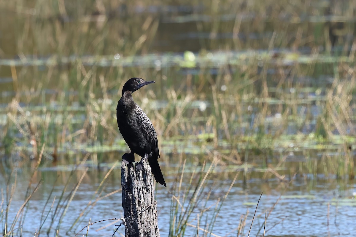 Little Black Cormorant - ML621554806