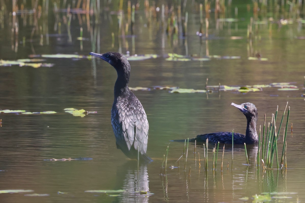 Little Black Cormorant - ML621554807