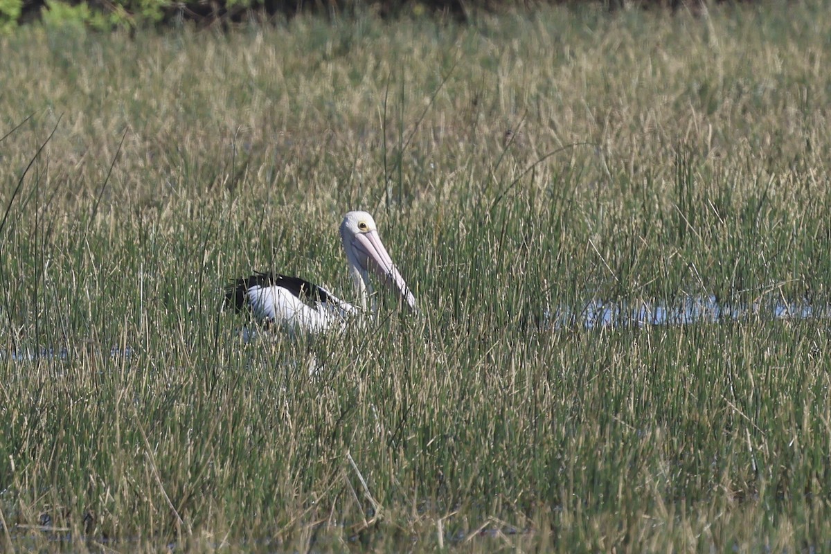 Australian Pelican - ML621554821