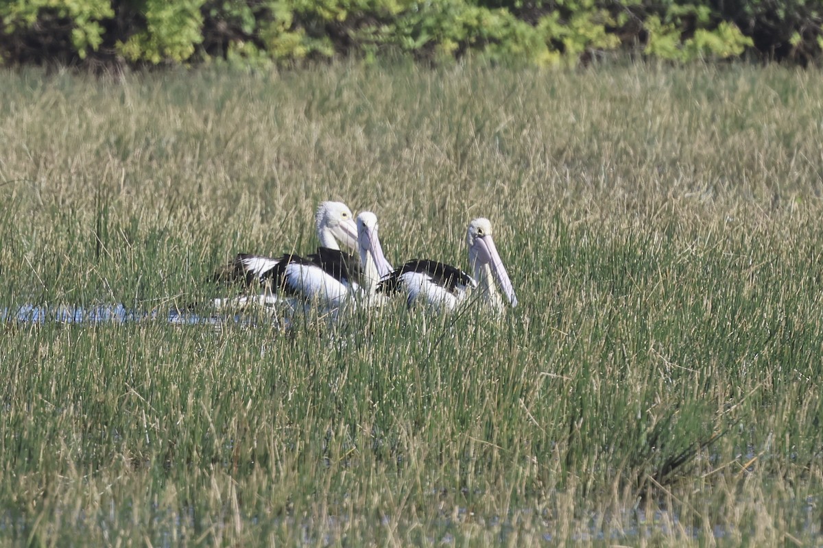 Australian Pelican - ML621554822