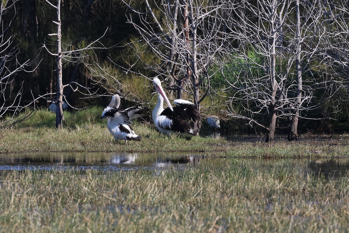 Australian Pelican - ML621554823