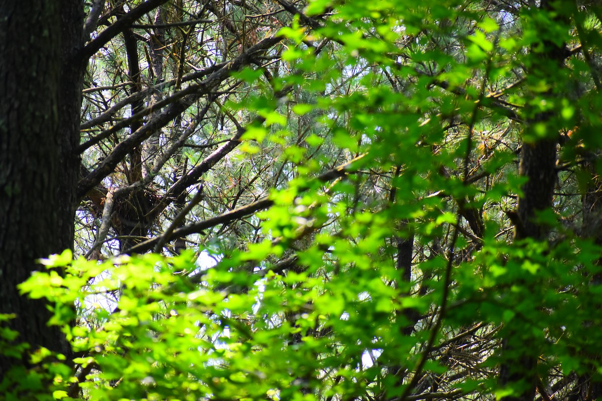 Red-shouldered Hawk - ML621554851