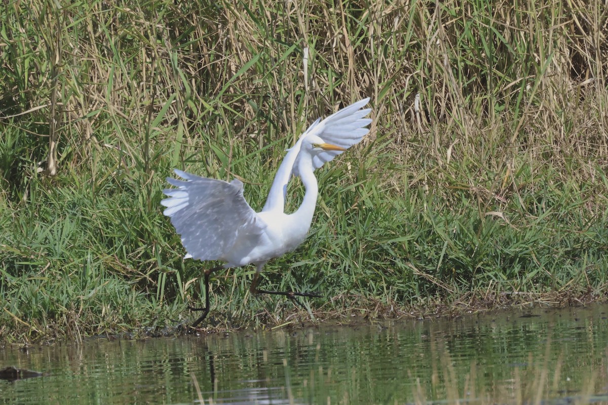 Plumed Egret - ML621554865