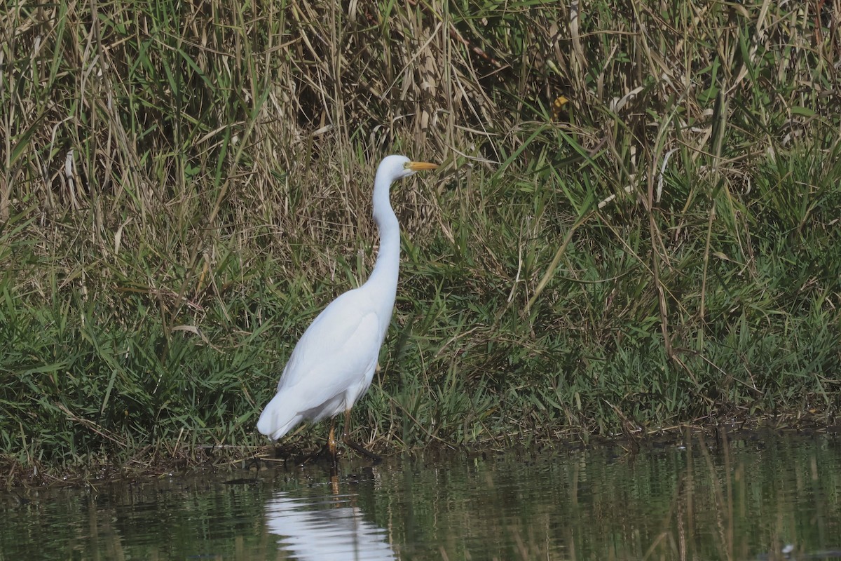 Plumed Egret - ML621554866