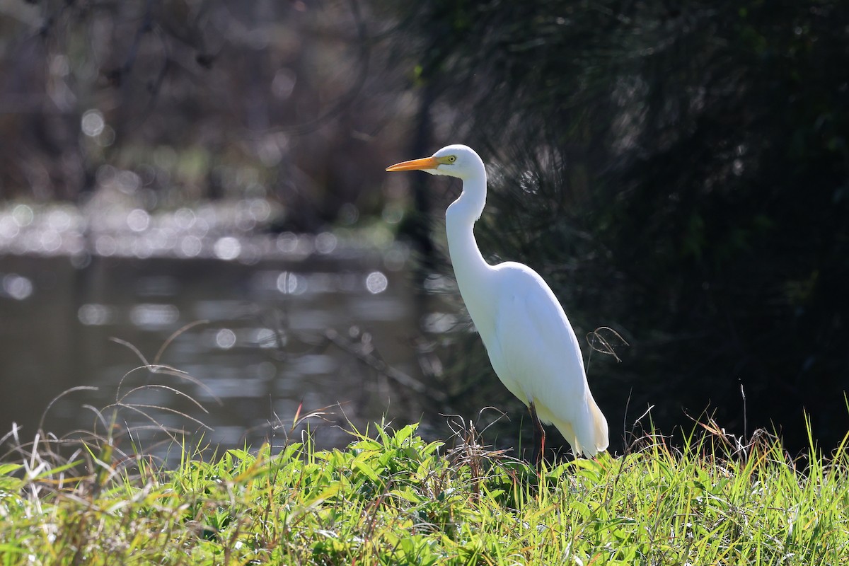 Plumed Egret - ML621554880