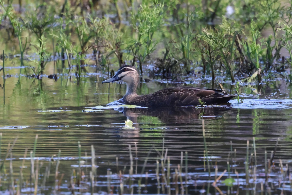 Pacific Black Duck - ML621554918