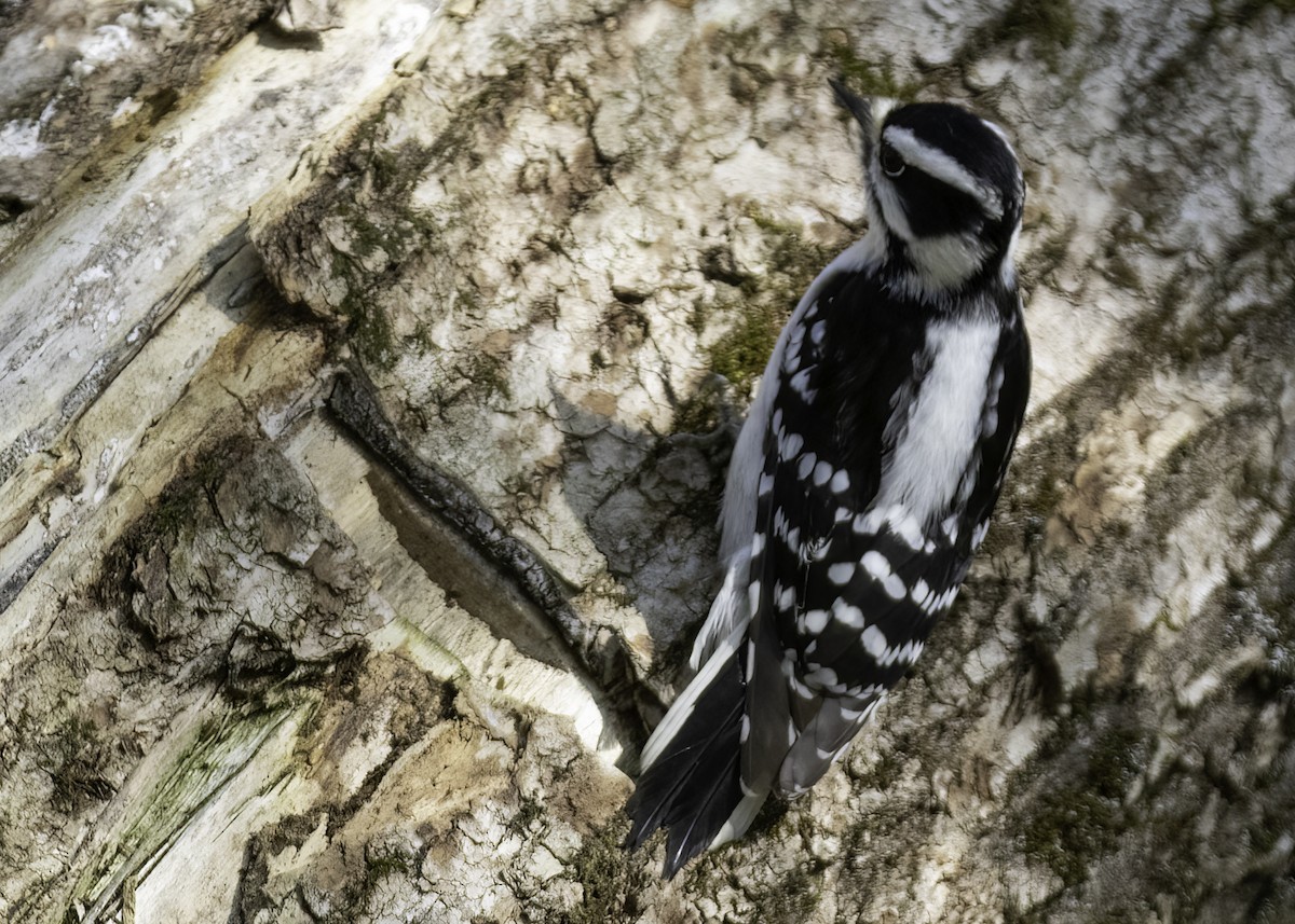 Downy Woodpecker - ML621554941