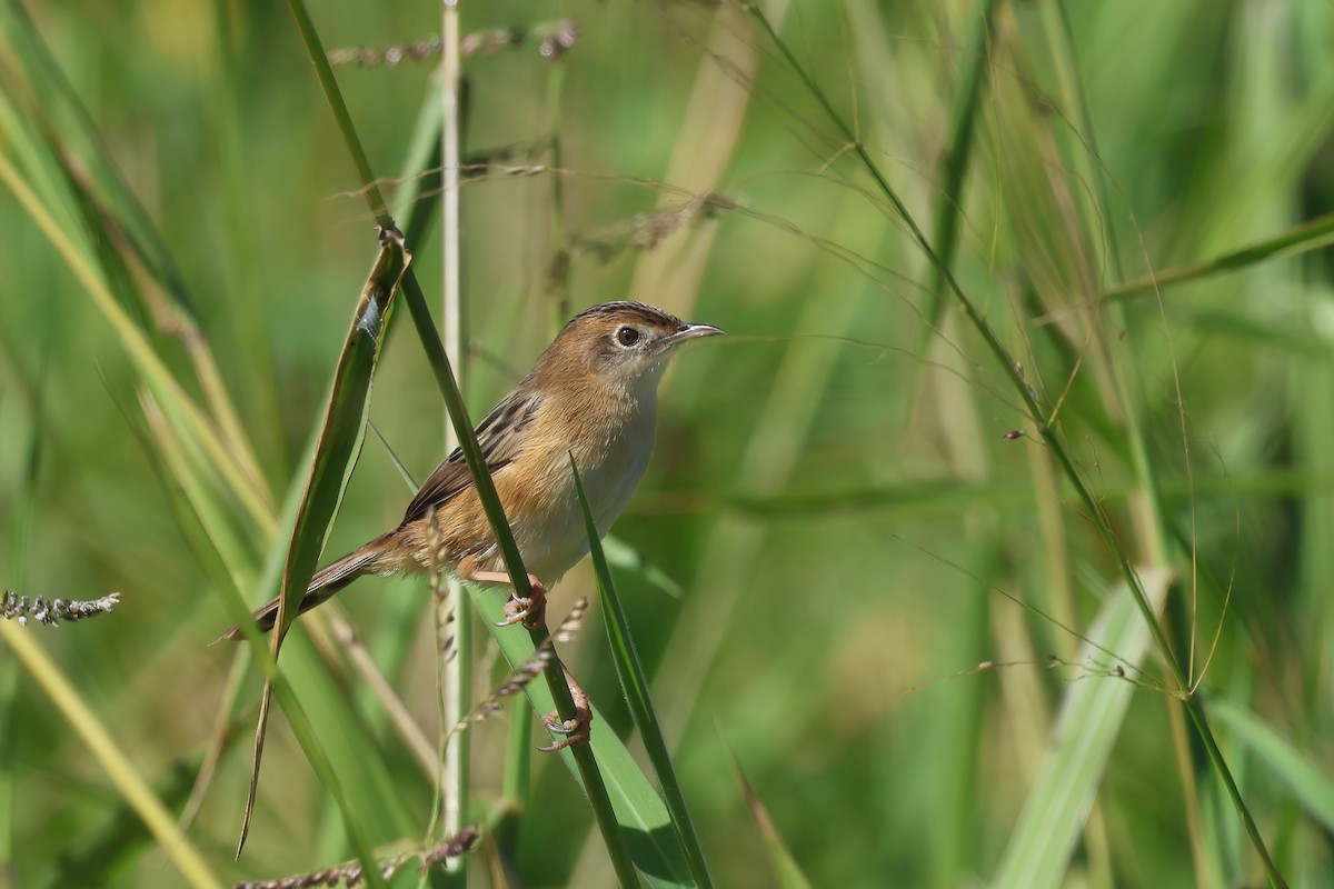 Golden-headed Cisticola - ML621554942