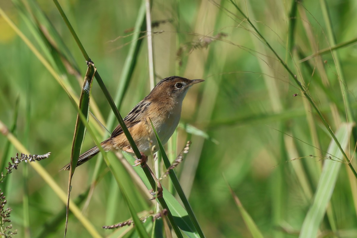 Golden-headed Cisticola - ML621554943