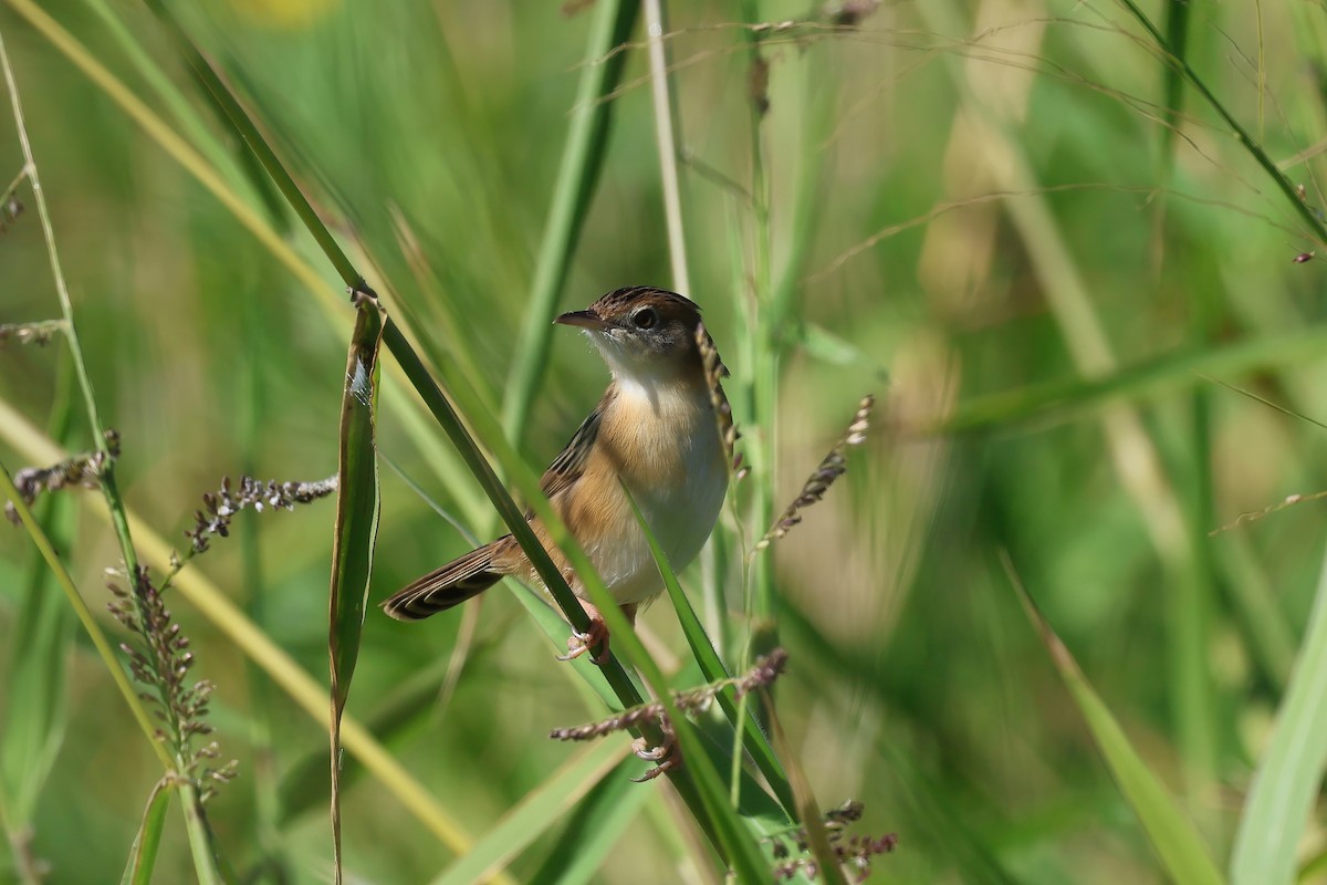 Golden-headed Cisticola - ML621554944