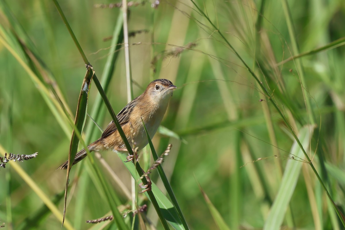 Golden-headed Cisticola - ML621554945