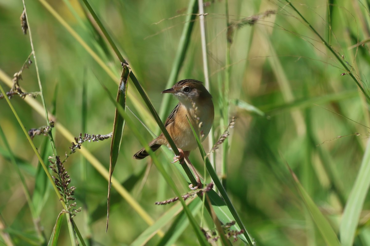 Golden-headed Cisticola - ML621554946