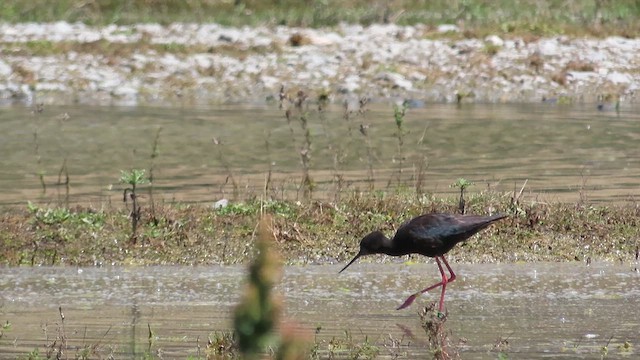 Black Stilt - ML621554964