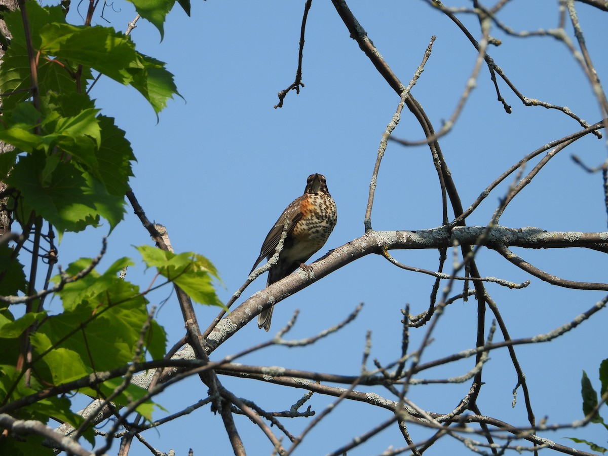 American Robin - valerie pelchat