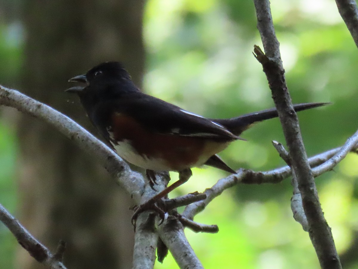 Eastern Towhee - ML621555021