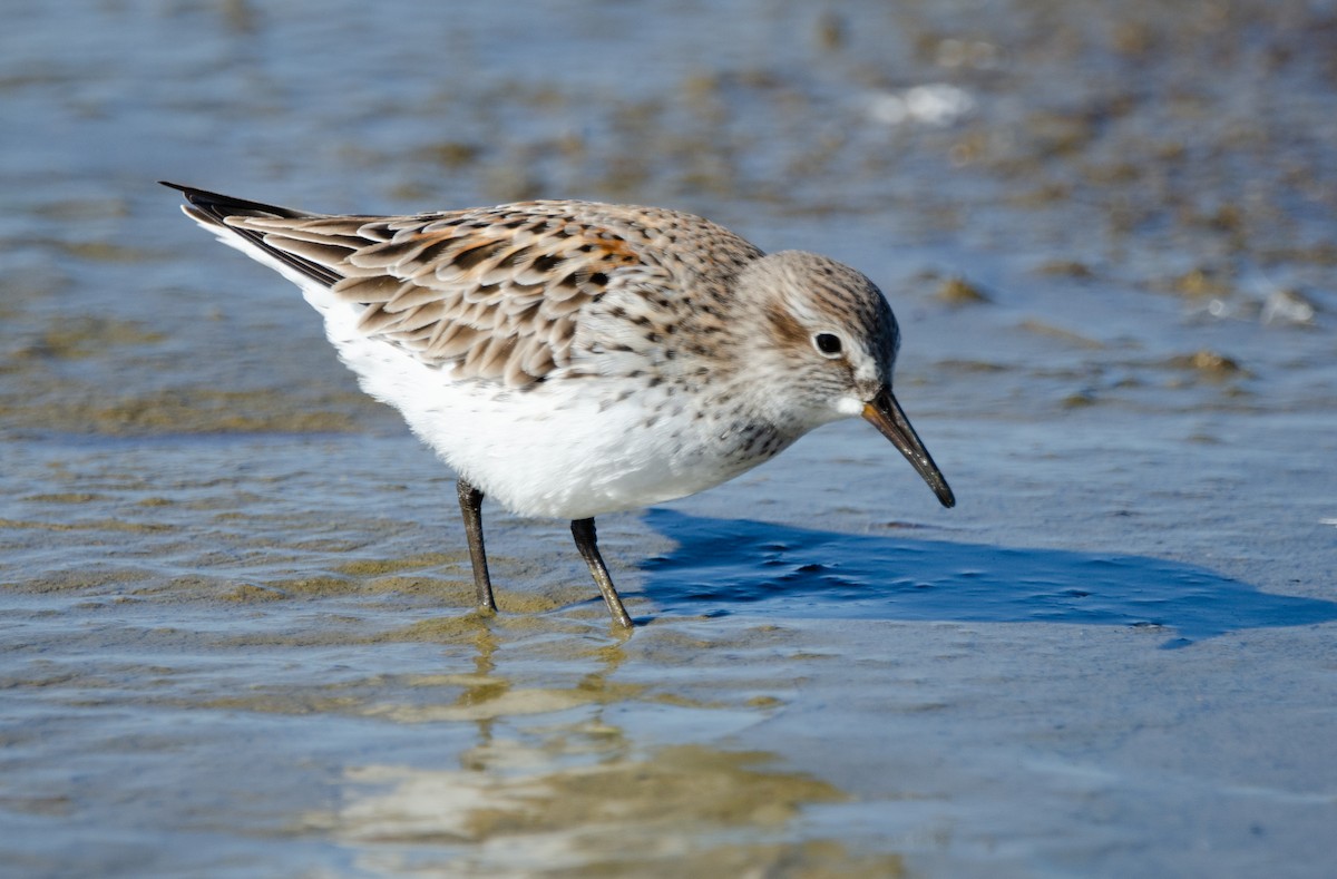 White-rumped Sandpiper - ML621555082