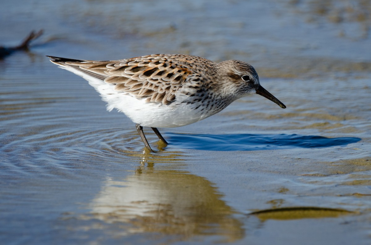 White-rumped Sandpiper - ML621555083