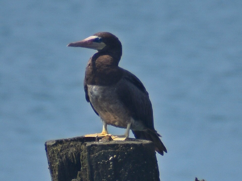 Brown Booby - ML621555275