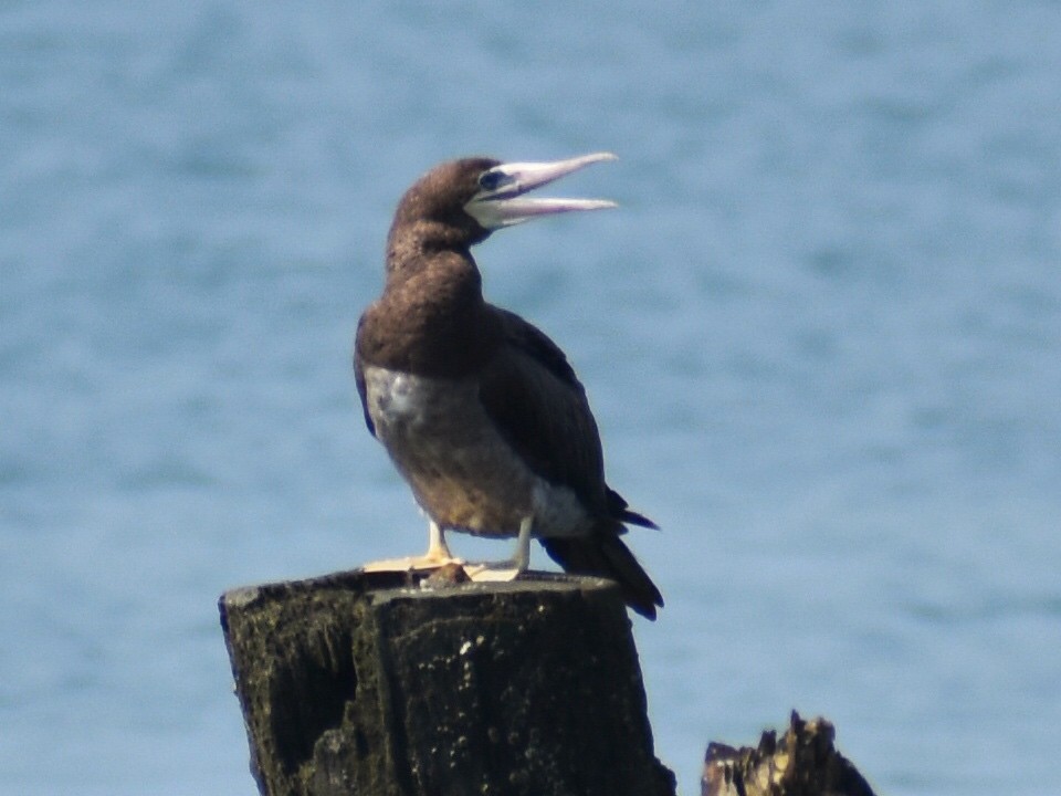 Brown Booby - ML621555276