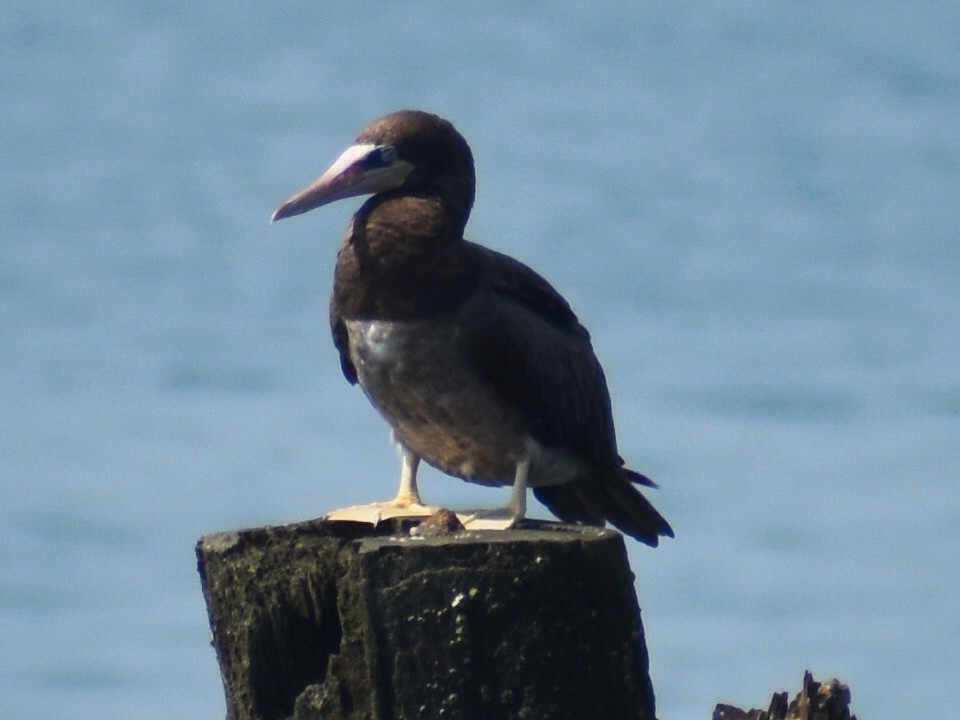 Brown Booby - ML621555277