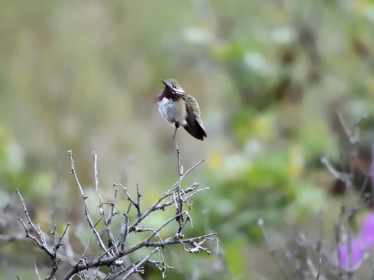 Calliope Hummingbird - ML621555303