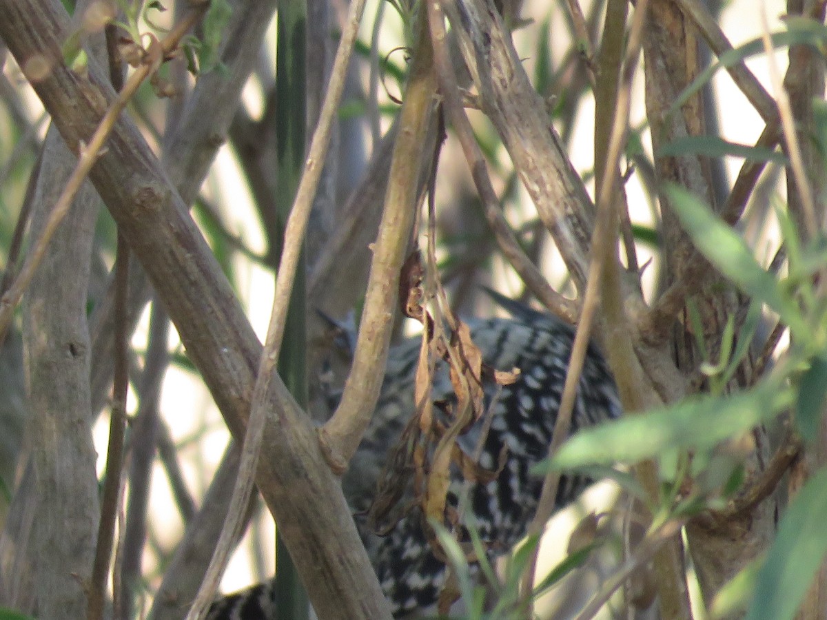 Checkered Woodpecker - ML621555311
