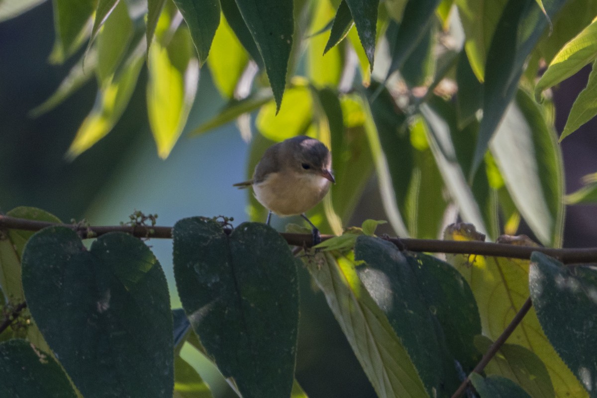 Fawn-breasted Whistler - ML621555317