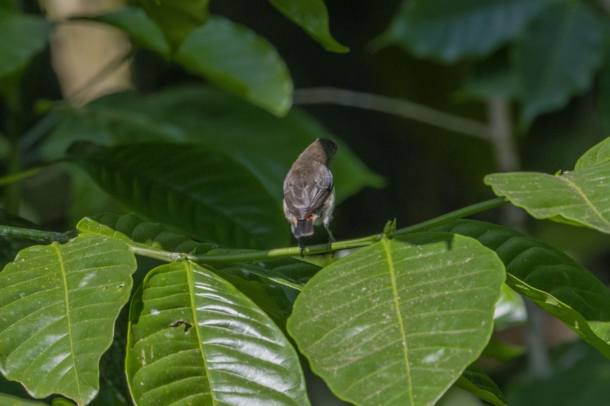 Red-chested Flowerpecker - ML621555321