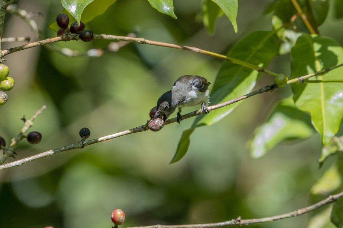 Red-chested Flowerpecker - ML621555322