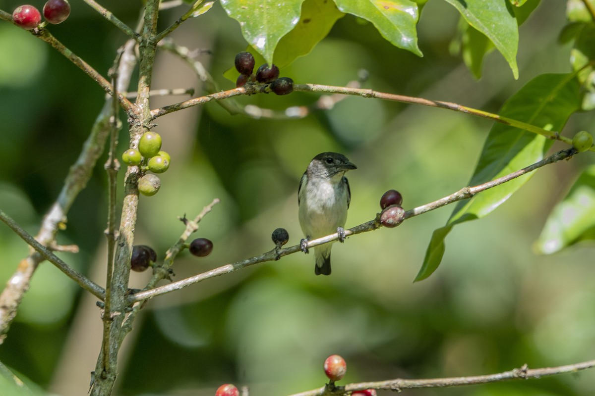 Red-chested Flowerpecker - ML621555323