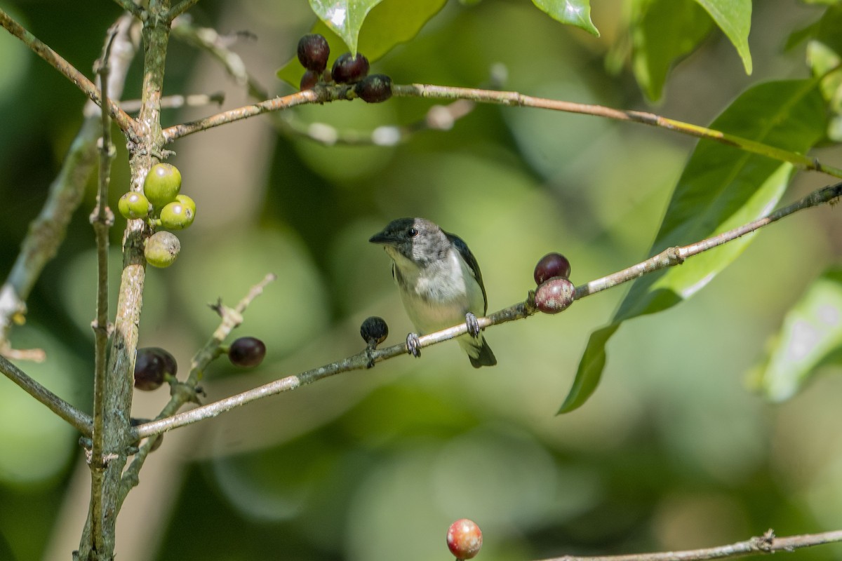 Red-chested Flowerpecker - ML621555324