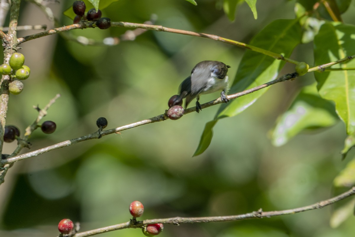 Red-chested Flowerpecker - ML621555326