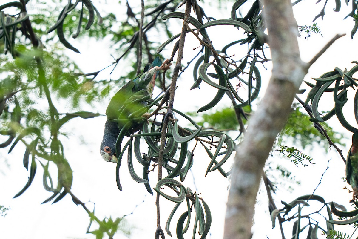 White-crowned Parrot - ML621555336