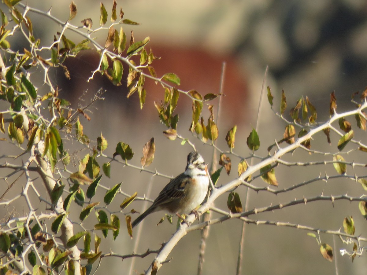 Rufous-collared Sparrow - ML621555339