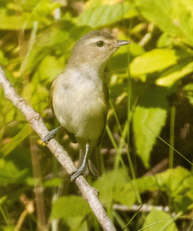 Warbling Vireo - ML621555340