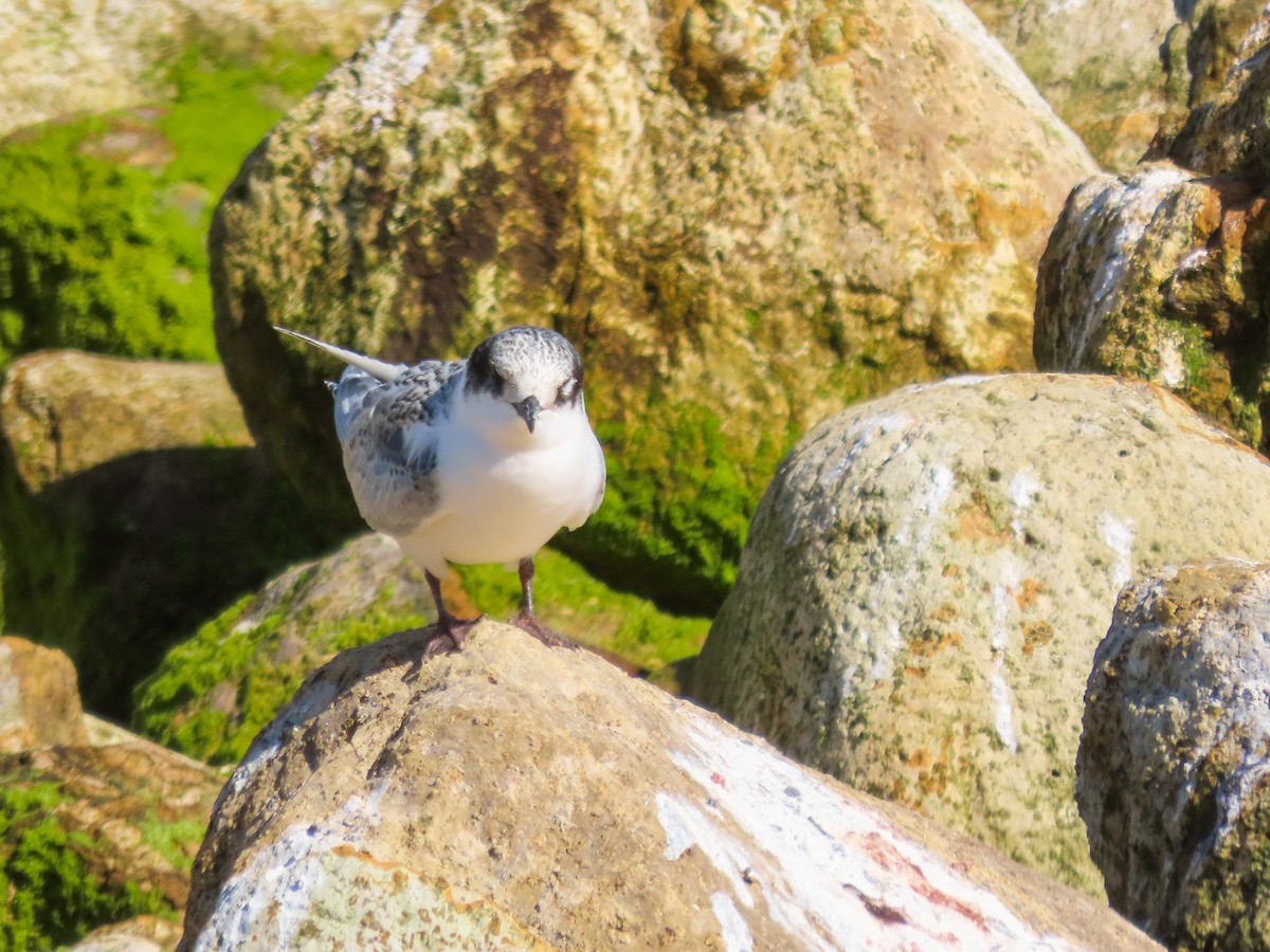 White-fronted Tern - Maria del Castillo