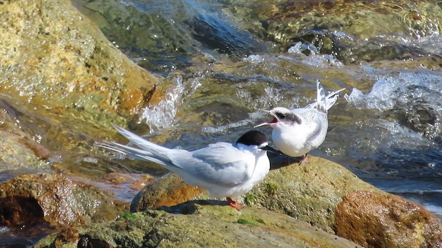 White-fronted Tern - ML621555355